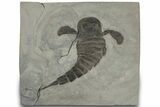 Eurypterus (Sea Scorpion) Fossil - New York #310227-1